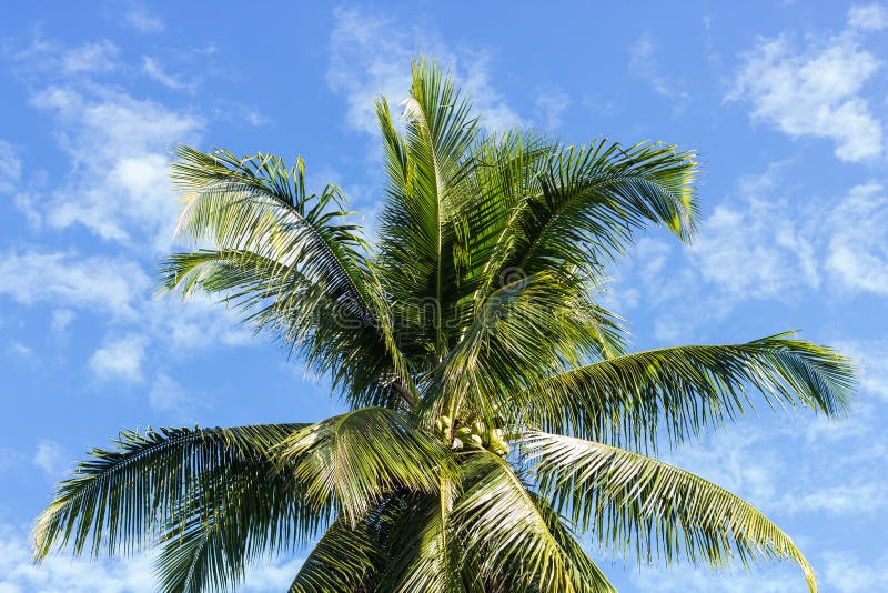 Coconut palm tree stock image. Image of field, blue, coconut - 84196617