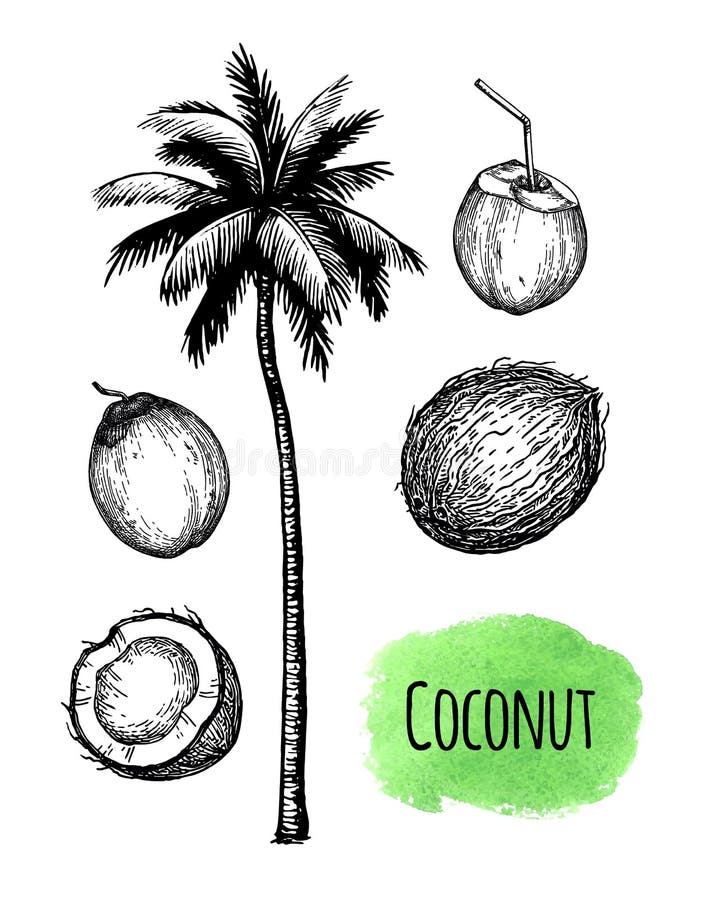 Coconut palm tree stock vector. Illustration of tree - 94527101