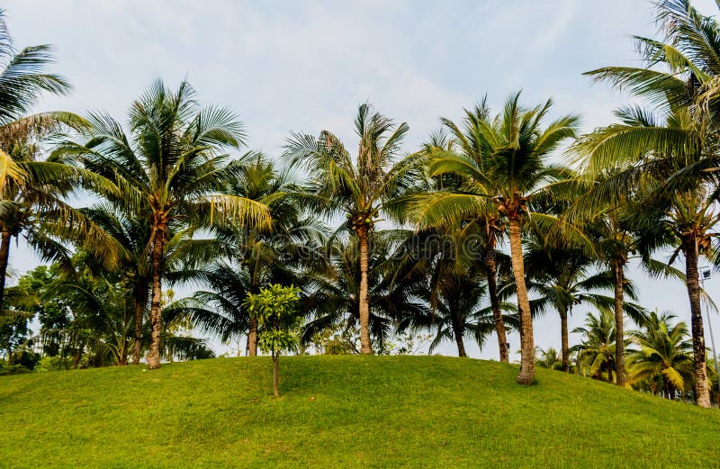 Coconut Palm Tree with Green Grass in the Park . Stock Photo Image of