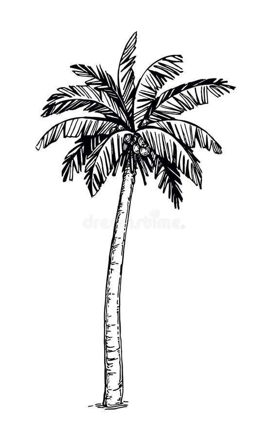 5 Palm Tree Drawing (PNG Transparent) | OnlyGFX.com