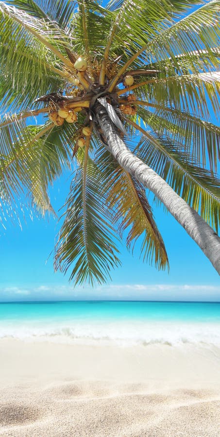 Coconut Palm Tree Hanging Over the Tropical White Sandy Beach and ...