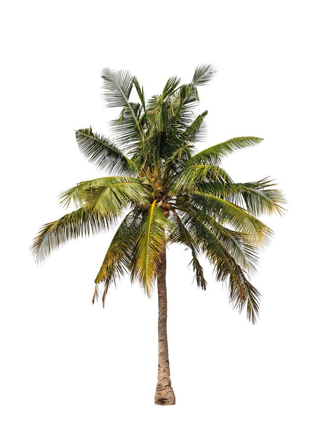 Palm Tree on White Background Stock Photo - Image of evergreen, forest ...