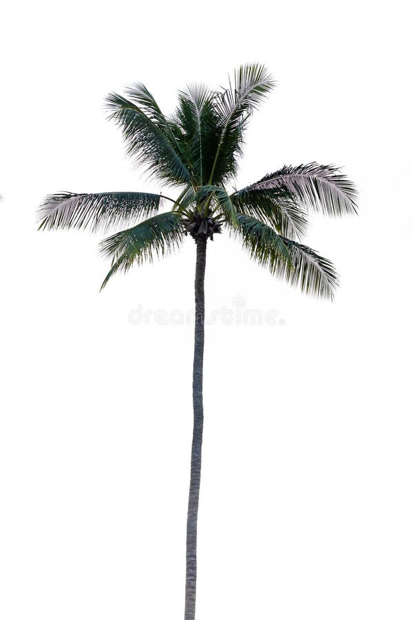 Tree (Coconut Palm) Isolated on White Background Stock Image - Image of ...