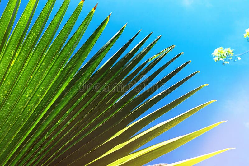 Coconut palm tree leaf beautiful tropical background.