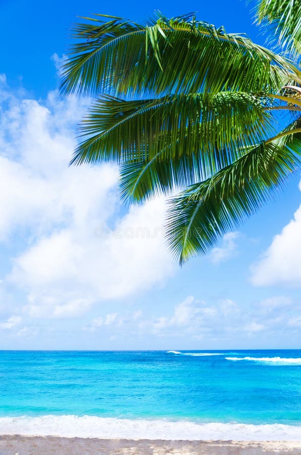 Coconut Palm Tree on the Sandy Beach in Hawaii, Kauai Stock Photo