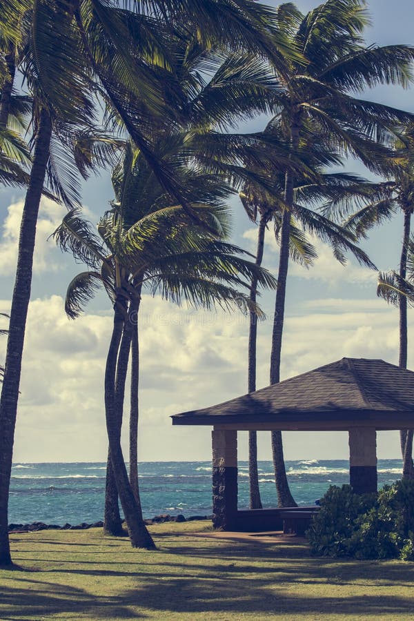 Coconut Palm Tree on the Sandy Beach in Kapaa Hawaii, Kauai Stock Image