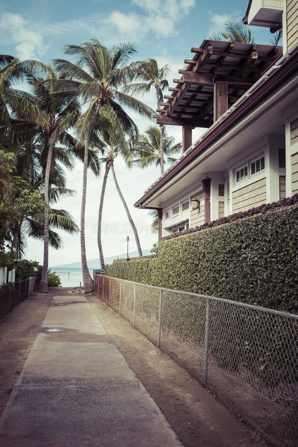 Coconut Palm Tree on the Sandy Beach in Kapaa Hawaii, Kauai Stock Photo