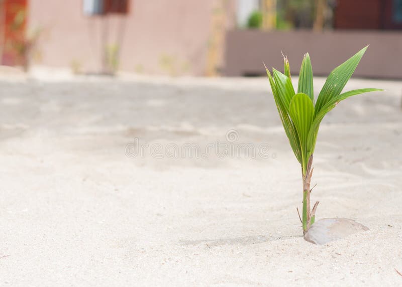 Coconut Palm Tree Sprout with the Green Leaves Growing from the Nut on
