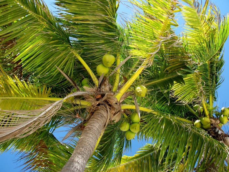 Coconut Palm or Cocos Nucifera Tree Top with Green Coconuts Stock Photo ...