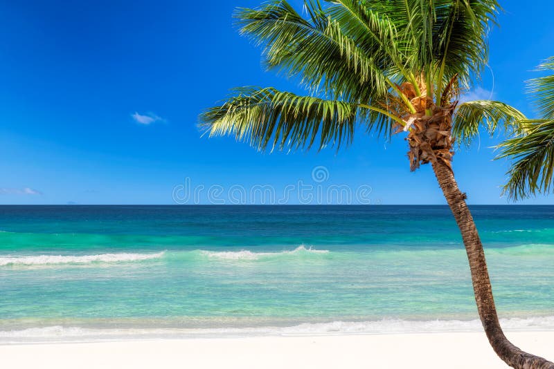 Coconut Palm At Sunset Over Tropical Beach In Jamaica Caribbean Island ...