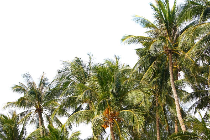 Coconut palm trees