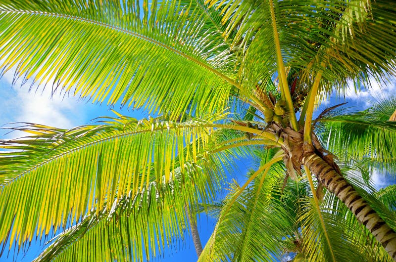 Coconut Palm Trees In The Blue Sky With Fluffy Clouds Perspective View