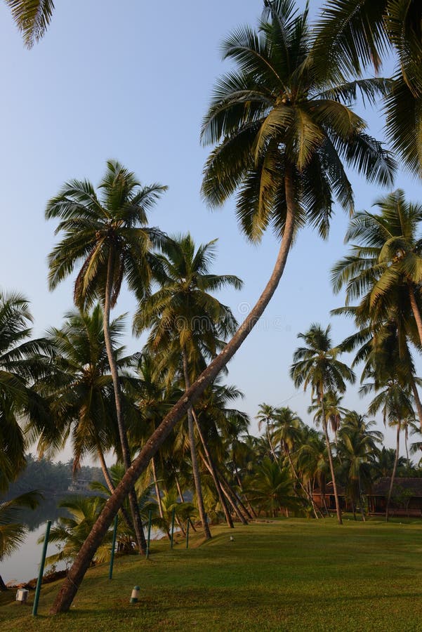 Coconut trees growing around a grassy patch stock images