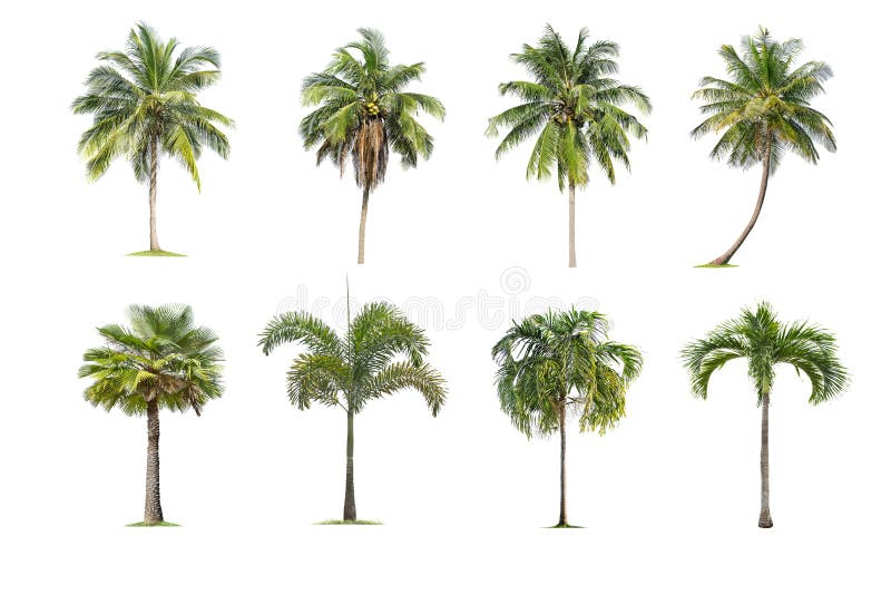 Coconut and palm trees Isolated tree on white background , The collection of trees.Large trees are growing in summer stock image Coconut and palm trees Isolated tree on white background , The collection of trees.Large trees are growing in summer stock image
