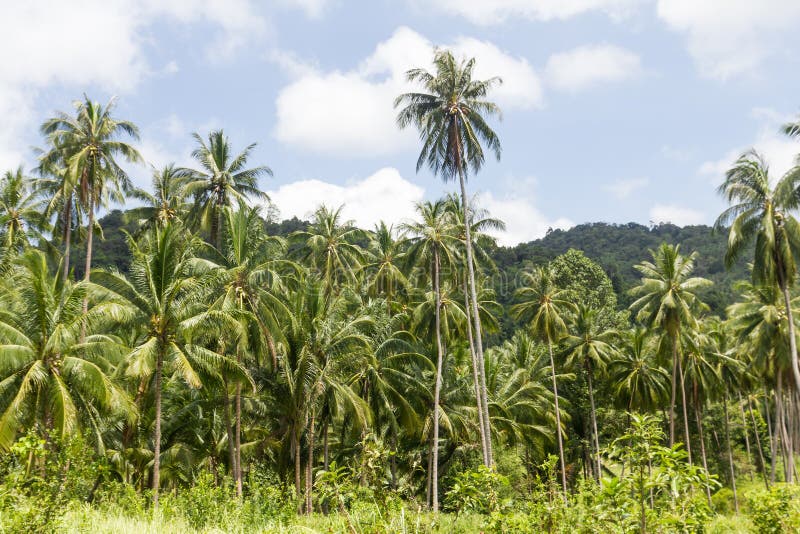 Coconut palm trees stock image. Image of glade, countryside 36111175