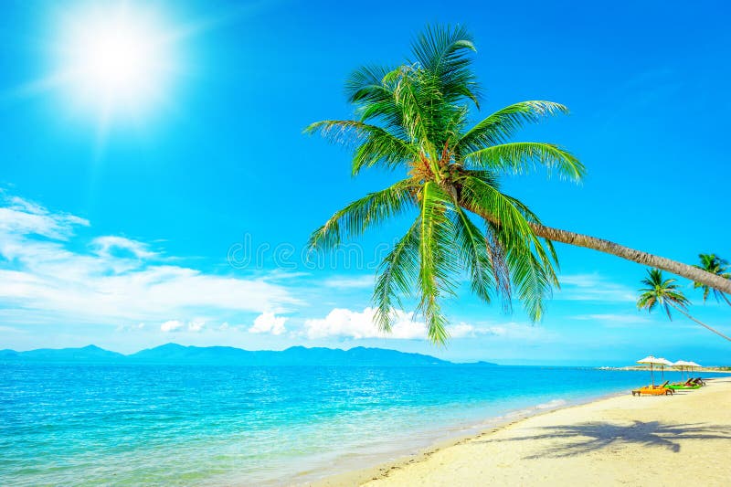 Coconut Palm Trees On Sandy Beach Near The Sea. Summer Holiday A Stock Image - Image of resort ...