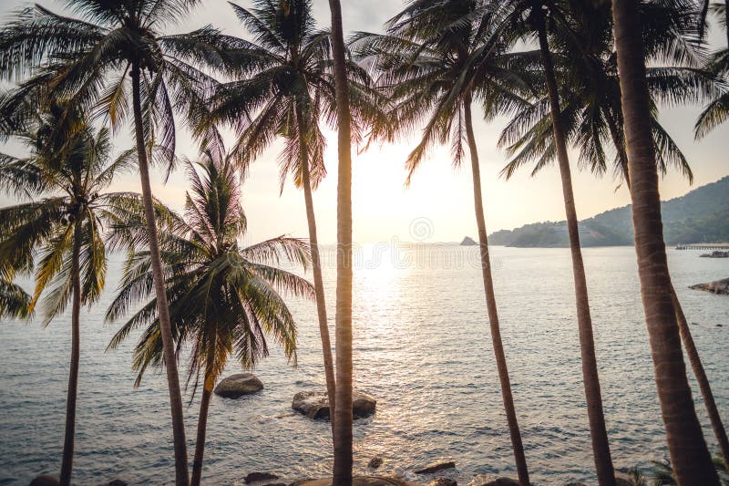 Tropical Island,coconut and Palm Trees by the Sea on the Island Stock ...