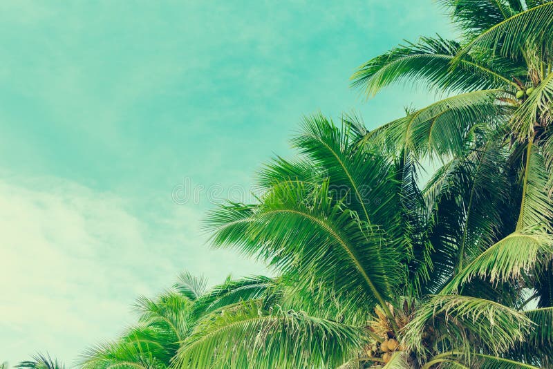 Coconut Palm Trees at Tropical Beach Vintage Filter Stock Photo - Image ...