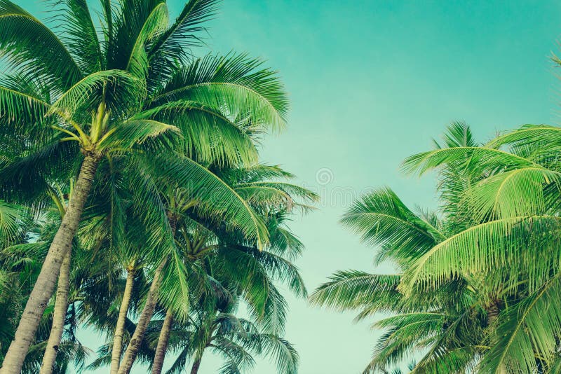 Coconut Palm Trees Tropical Background, Vintage Stock Photo - Image of ...