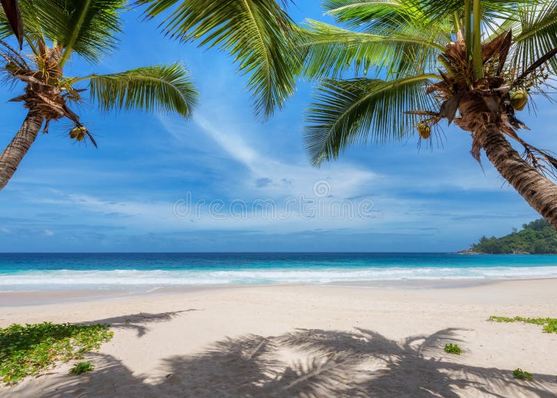 Coconut Palm Trees on Tropical Beach in Paradise Island Stock Image ...