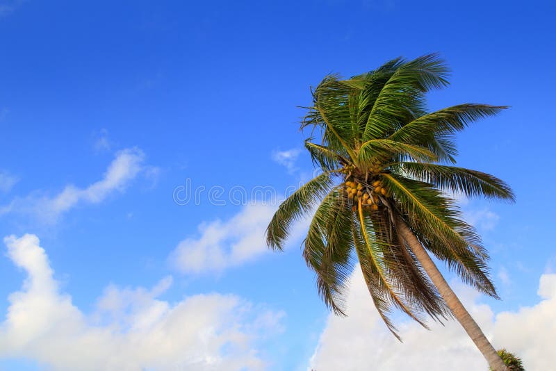 Chit Palm Trees in Caribbean Beach Sand Tulum Stock Image - Image of ...