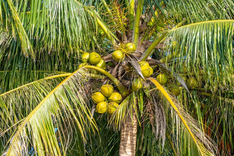 Coconut Palm Trees in the Tropics Stock Photo - Image of green, tropic ...