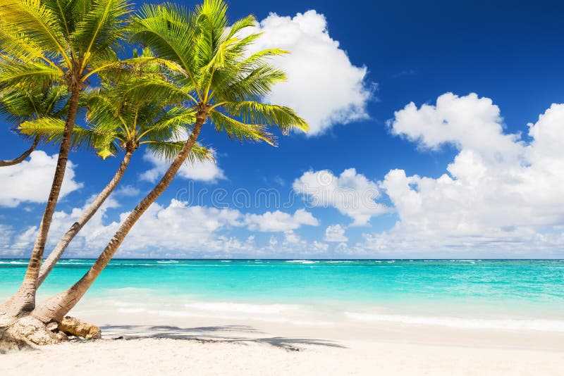 Coconut Palm Trees on White Sandy Beach Stock Photo - Image of punta ...