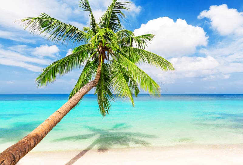 Coconut Palm Trees on White Sandy Beach Stock Photo - Image of leaf ...