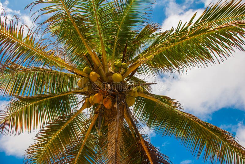 Coconut Palms on the Blue Sky Background. Tulum, Riviera Maya, Yucatan ...