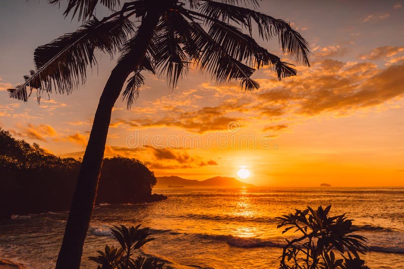Coconut Palms And Sunrise At Tropical Beach Stock Image Image Of
