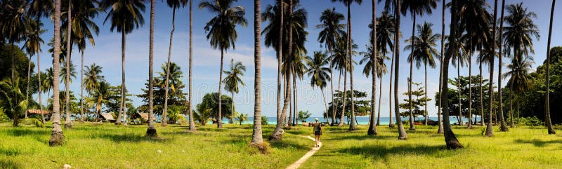Coconut Palms on Tropical Island stock images