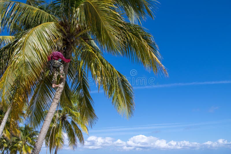 Palm Tree Climber editorial stock image. Image of dancer - 9480614