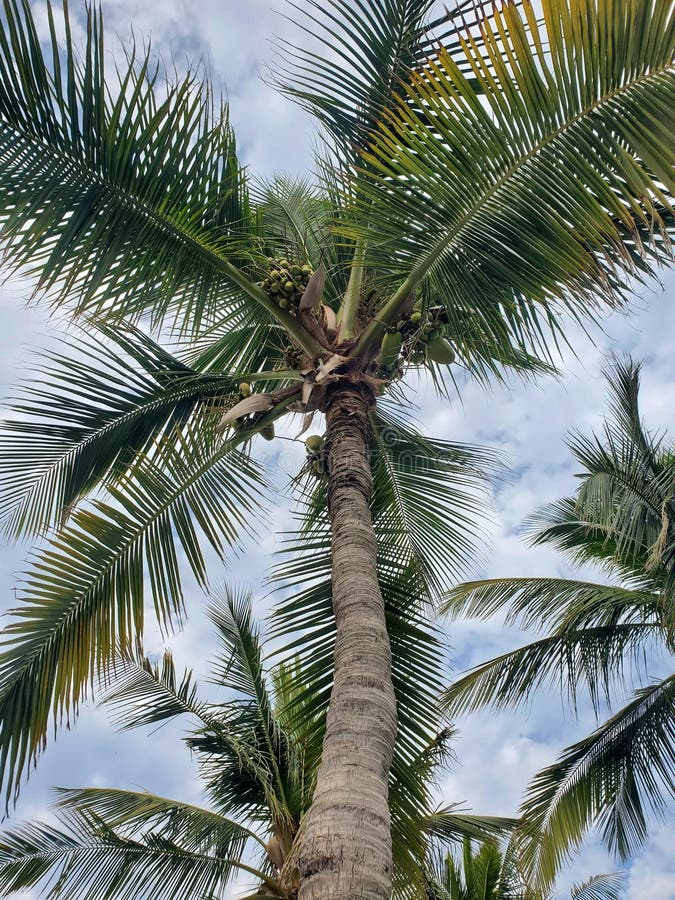 Coconut plam trees in Muscat, Oman royalty free stock photo
