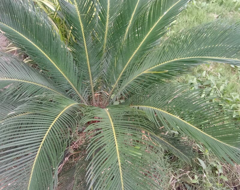 It is Coconut plant stock photo It is Coconut plant stock photo
