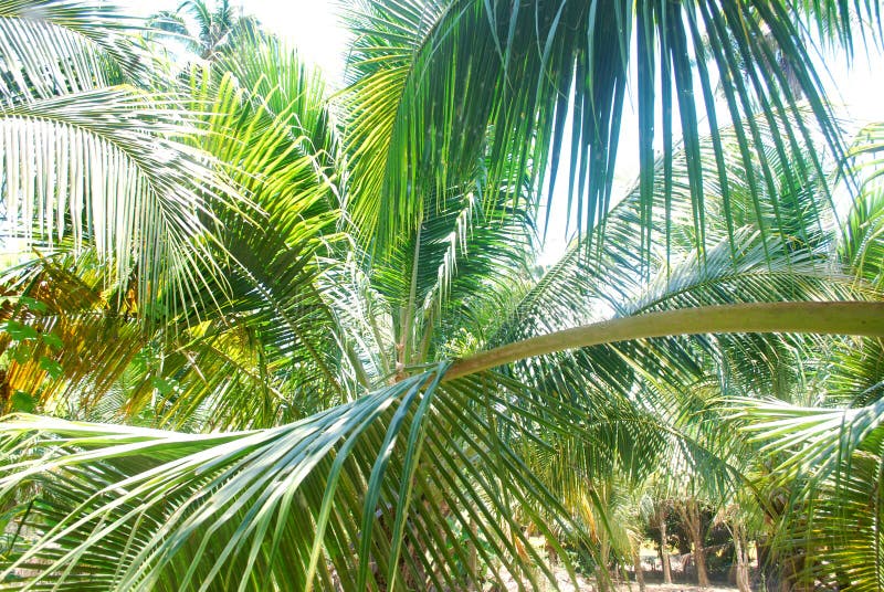 Coconut leaf. stock image. Image of leaf, fruit, food 179755997