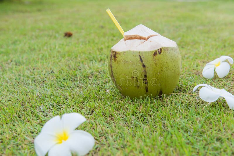 Coconut Plumeria Relax Time Green Grass Stock Photos Free & Royalty
