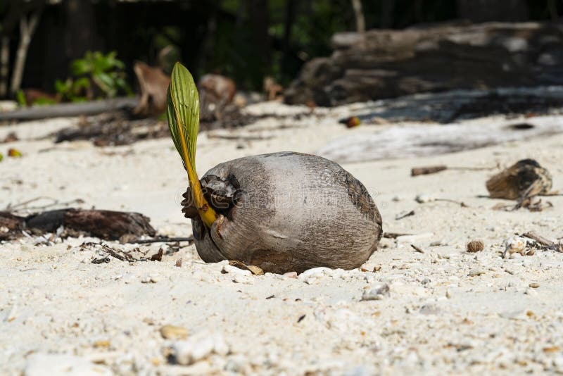 Coconut seed sprouting stock image. Image of island - 306892209