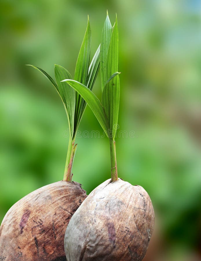 Coconut seedlings stock image. Image of gardening, planting 12346631