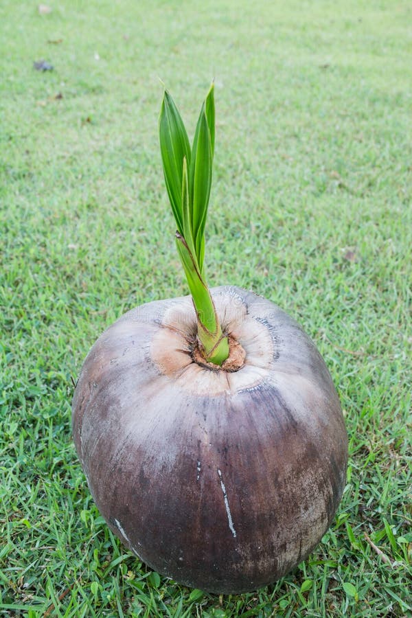 Coconut seedlings stock image. Image of germinate, tree 31543557