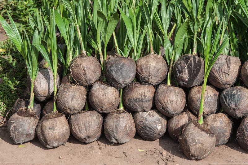 Coconut Seedlings stock image. Image of fruit, plant 55841979