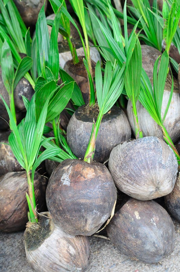 Coconut seedlings stock image. Image of gardening, planting 12346631