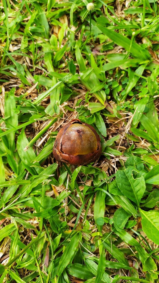 Coconut Seeds that Fall on the Green Grass Stock Photo Image of