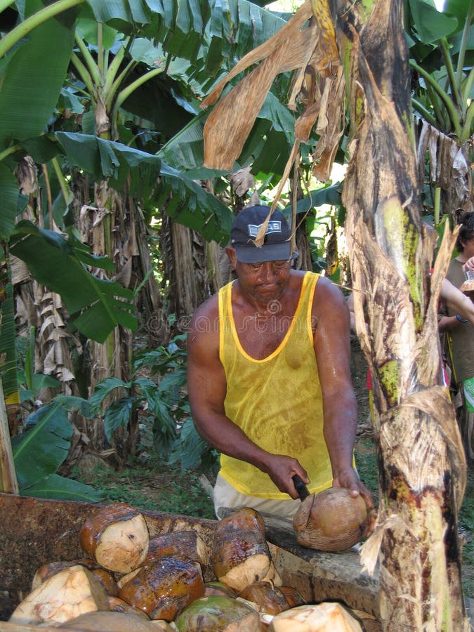 5,961 Dominican Republic Coconut Stock Photos Free & RoyaltyFree