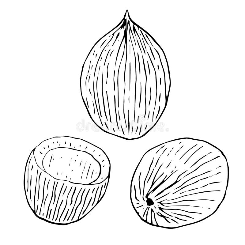 Coconut Set Vector Illustration, Hand Drawing Doodles Stock Vector