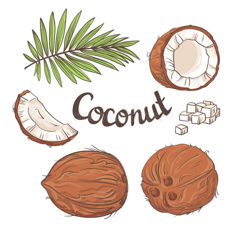 Coconut set - the whole nut, leaves, a coco segment and pulp of a coco. Vector illustration.