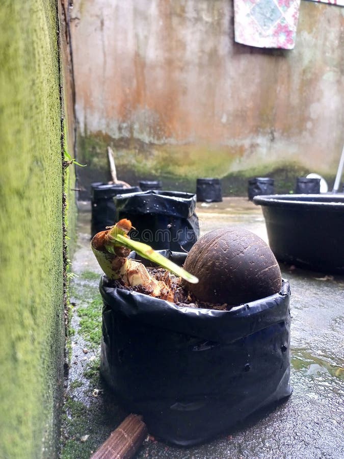 Coconut Shoots Growing from a Plastic Pot Stock Photo Image of pond