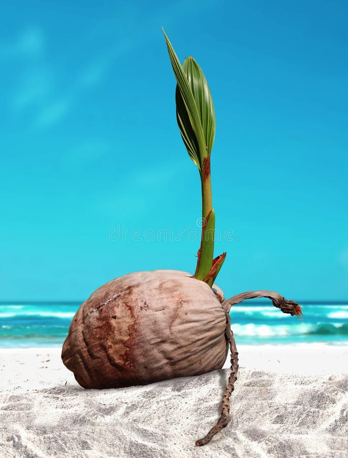Coconut Sprout at the Beach Stock Image - Image of blue, growing: 59164563