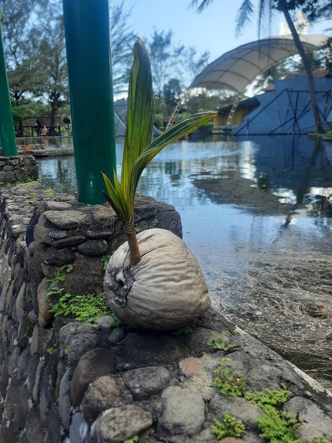 Coconut with a Sprout Growing Out of it Stock Photo Image of growing, coconut 271185496
