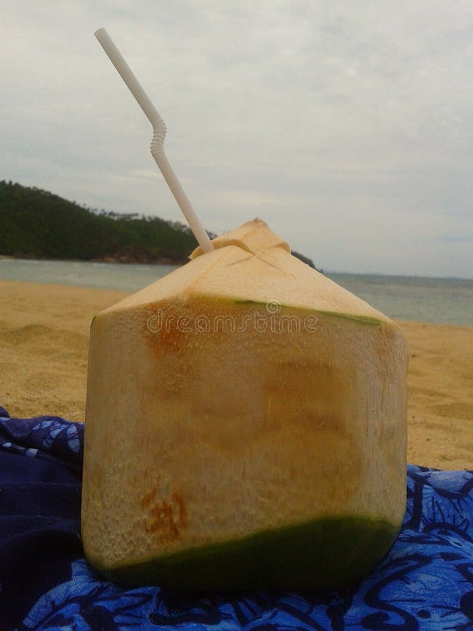 Coconut on the Beach in Koh Phangan Stock Image Image of thailand