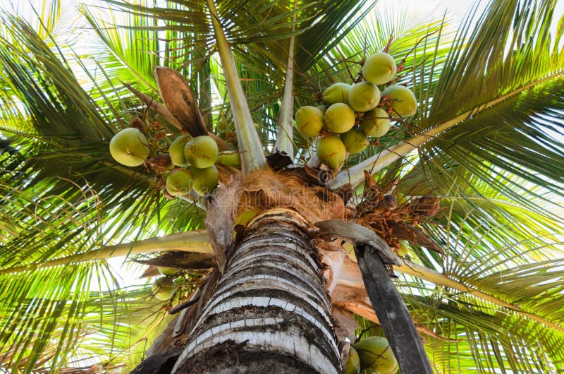 Coconut tre stock image. Image of natural, garden, coconut - 88648845